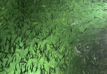 Secuenciación genética abre nuevas posibilidades para el control sanitario en la acuicultura