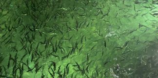 Secuenciación genética abre nuevas posibilidades para el control sanitario en la acuicultura