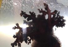 propiedades anticancerígenas del pepino de mar