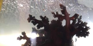 propiedades anticancerígenas del pepino de mar