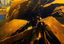 Chile logra descubrimiento inédito sobre el huiro: estudio revela lo que ocurre en sus primeras 72 horas de vida