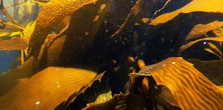 Chile logra descubrimiento inédito sobre el huiro: estudio revela lo que ocurre en sus primeras 72 horas de vida