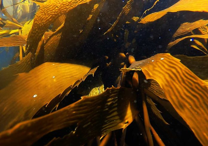 Chile logra descubrimiento inédito sobre el huiro: estudio revela lo que ocurre en sus primeras 72 horas de vida