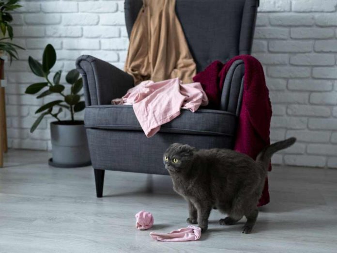 7 de cada 10 hogares en chile conviven con mascotas y hoy el pelo es el principal desafío para la limpieza