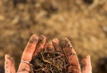 Emiliana es reconocida en los Greens Awards