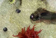 Estudio reveló el potencial ecológico de anémonas marinas para comprender y enfrentar el biofouling