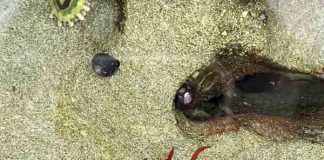 Estudio reveló el potencial ecológico de anémonas marinas para comprender y enfrentar el biofouling