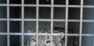 Leopardos, lobos marinos y vehículos de la F1: los íntimos detalles del transporte de carga exótica