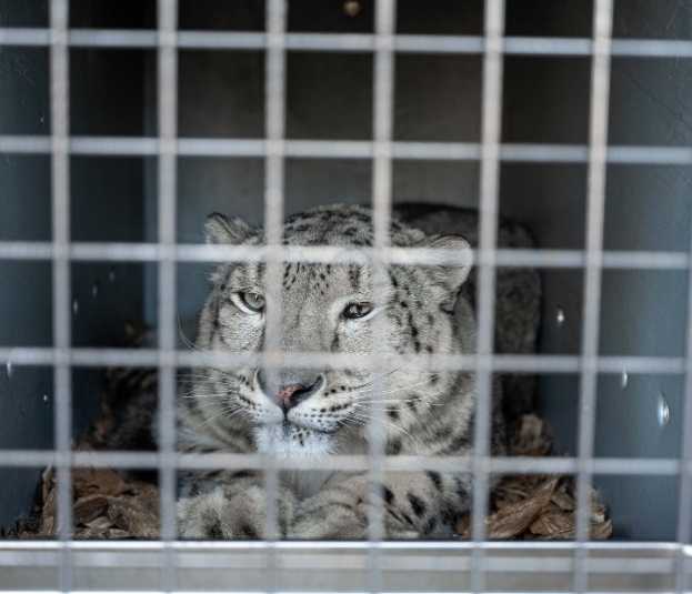 Leopardos, lobos marinos y vehículos de la F1 los íntimos detalles del transporte de carga exótica Leopardos, lobos marinos y vehículos de la F1: los íntimos detalles del transporte de carga exótica