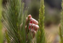 El caso de Celulosa Arauco: ¿Qué significa ser una empresa renovable en el siglo XXI? El caso de Celulosa Arauco: ¿Qué significa ser una empresa renovable en el siglo XXI?