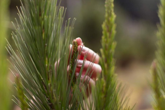 El caso de Celulosa Arauco: ¿Qué significa ser una empresa renovable en el siglo XXI?