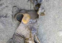 Chile alberga curso internacional clave sobre salud de algas marinas