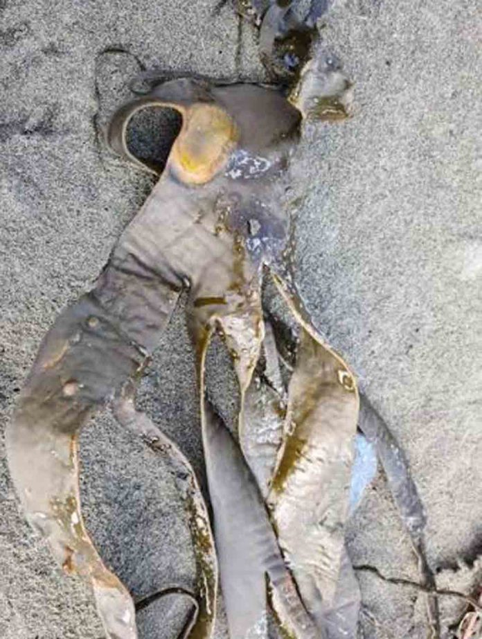 Chile alberga curso internacional clave sobre salud de algas marinas Chile alberga curso internacional clave sobre salud de algas marinas