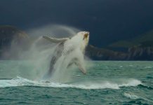 Chile ostenta el mayor registro mundial de  choques letales de ballenas con embarcaciones 