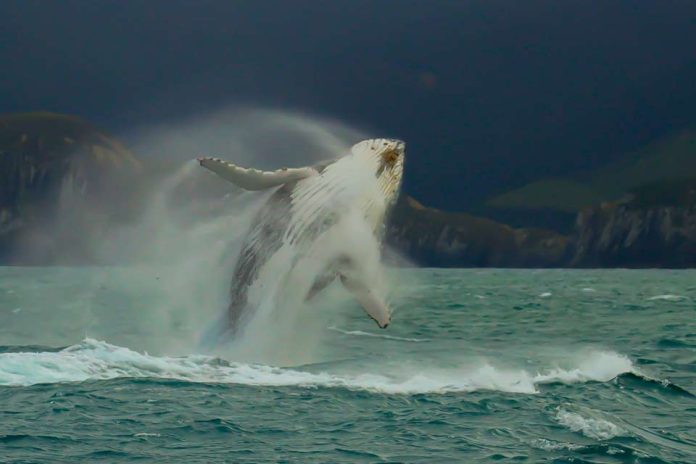 Chile ostenta el mayor registro mundial de choques letales de ballenas con embarcaciones Chile ostenta el mayor registro mundial de choques letales de ballenas con embarcaciones