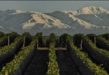 De los medios de molienda al vino premium: Elecmetal y el modelo de grupo diversificado entre Chile y Mendoza