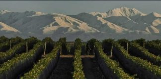 De los medios de molienda al vino premium: Elecmetal y el modelo de grupo diversificado entre Chile y Mendoza