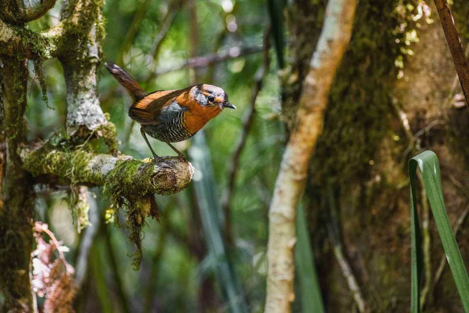Forestal Arauco. El caso de Celulosa Arauco: ¿Qué significa ser una empresa renovable en el siglo XXI?