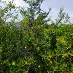 Investigador de Data Observatory publicó estudio que cuestiona la evidencia científica de los «bosques de bolsillo» Investigador de Data Observatory publicó estudio que cuestiona la evidencia científica de los "bosques de bolsillo"