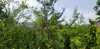 Investigador de Data Observatory publicó estudio que cuestiona la evidencia científica de los "bosques de bolsillo"