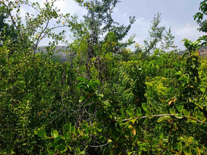 Investigador de Data Observatory publicó estudio que cuestiona la evidencia científica de los 