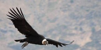 Medio Ambiente abre convocatoria ciudadana para aportar al 21° Proceso de Clasificación de Especies nativas