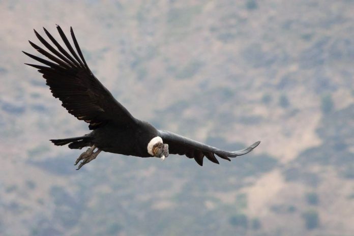 Medio Ambiente abre convocatoria ciudadana para aportar al 21° Proceso de Clasificación de Especies nativas Medio Ambiente abre convocatoria ciudadana para aportar al 21° Proceso de Clasificación de Especies nativas