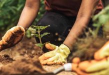 ORCHIDEE: el innovador sistema informático que ayudaría a reforestar zonas degradadas