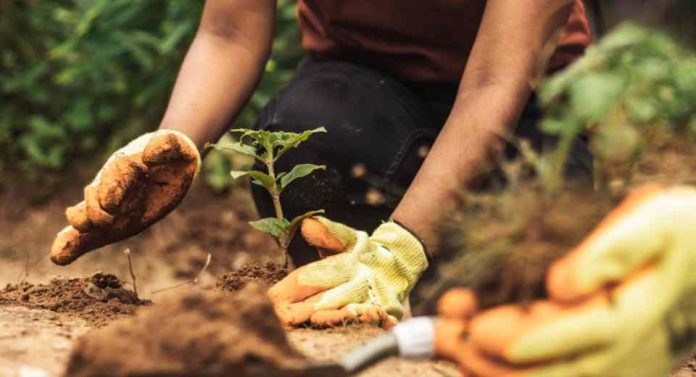 ORCHIDEE: el innovador sistema informático que ayudaría a reforestar zonas degradadas