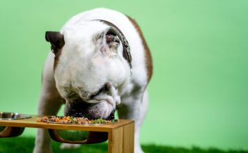 No es regaloneo: el sobrepeso en mascotas puede acortar su vida No es regaloneo: el sobrepeso en mascotas puede acortar su vida