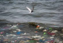 Adiós a los plásticos desechables en locales de comida:  entra en vigencia la Ley de Plásticos de un Solo Uso 