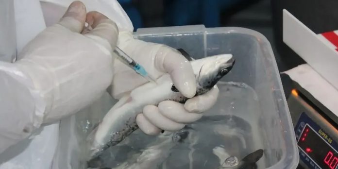 Codebreaker Bioscience acelera expansión biotecnológica desde Patagonia