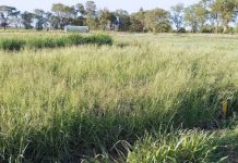 Estudian los efectos del nitrógeno en la producción de gramíneas forrajeras