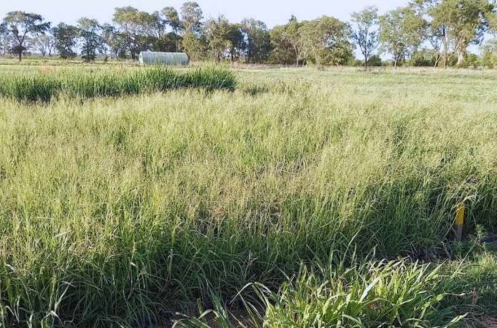 Estudian los efectos del nitrógeno en la producción de gramíneas forrajeras
