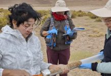 Salar del Huasco ciencia colaborativa en uno de los ecosistemas más extremos del altiplano