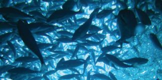 AquaSur 2026: ABB impulsa soluciones de vanguardia para avanzar hacia una acuicultura más sostenible AquaSur 2026: ABB impulsa soluciones de vanguardia para avanzar hacia una acuicultura más sostenible