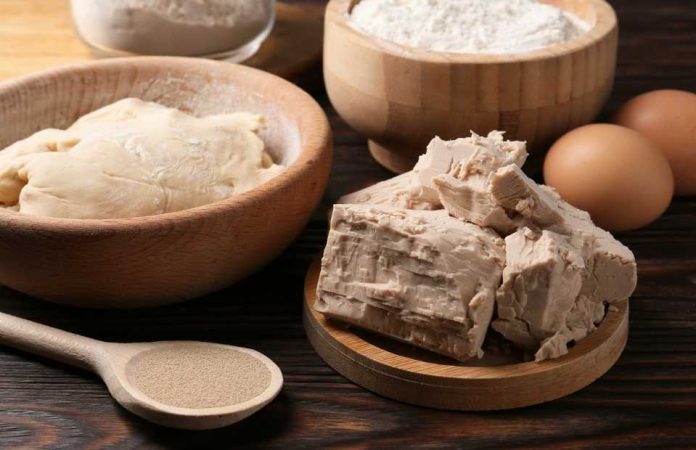 Chile estudia el potencial de hongos y levaduras para transformar la industria alimentaria Chile estudia el potencial de hongos y levaduras para transformar la industria alimentaria