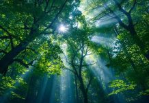 Chile presenta primera guía para integrar el capital natural en la gestión empresarial