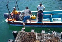 Con ciencia y trabajo en terreno: proyecto de la UCN fortalece la acuicultura local en caletas de la región de Antofagasta