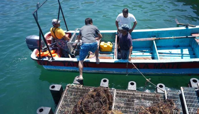 Con ciencia y trabajo en terreno: proyecto de la UCN fortalece la acuicultura local en caletas de la región de Antofagasta