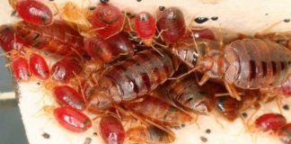 Las Plagas de Chinches se podrían combatir con agua