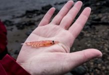 Nueva investigación propone modernizar la gestión de la pesquería de kril antártico y proteger el ecosistema austral