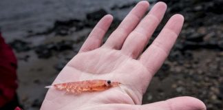 Nueva investigación propone modernizar la gestión de la pesquería de kril antártico y proteger el ecosistema austral