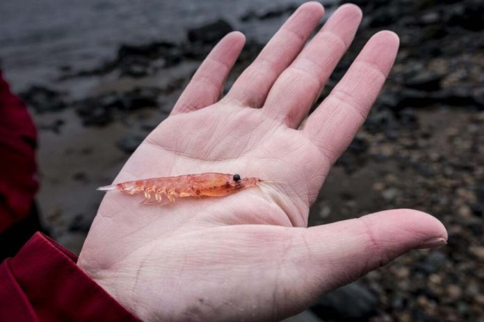 Nueva investigación propone modernizar la gestión de la pesquería de kril antártico y proteger el ecosistema austral Nueva investigación propone modernizar la gestión de la pesquería de kril antártico y proteger el ecosistema austral