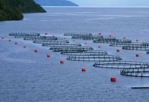 ProChile invita al seminario: “Oportunidades y tendencias en acuicultura en los mercados internacionales” ProChile invita al seminario: “Oportunidades y tendencias en acuicultura en los mercados internacionales”