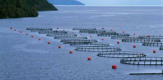 ProChile invita al seminario: “Oportunidades y tendencias en acuicultura en los mercados internacionales”