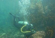 No todos los huiros son iguales: hallazgo clave para el futuro de la acuicultura en Chile Tres nuevas especies de algas rojas revelan la diversidad oculta de las Bangiales en Perú