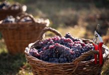 Vendimia 2026: más de 20 viñas del Valle de Colchagua fortalecen su gestión hídrica Vendimia 2026: más de 20 viñas del Valle de Colchagua fortalecen su gestión hídrica