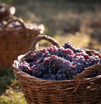 Vendimia 2026: más de 20 viñas del Valle de Colchagua fortalecen su gestión hídrica