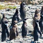 Alianza Humboldt se suma a la campaña por la defensa del Pingüino de Humboldt